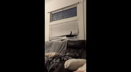 Cat Is An Expert Blinds Swimmer