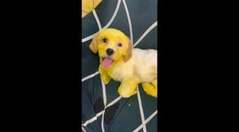 Oh no! Pet owner returns home and finds dog covered in yellow paint