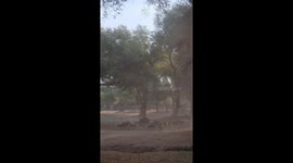 Pack of Wild Dogs Hunt Herd of Buffalo