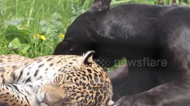 Two Jaguars Being Affectionate