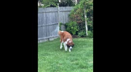 Silly Saint Bernard Kicks Grass