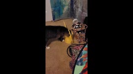 Cat in a Can