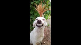 This dog giving big grin will put smile on your face