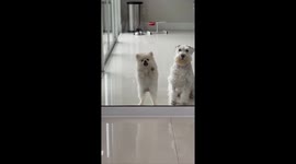 Impatient Puppy Tries to Bite Through Glass