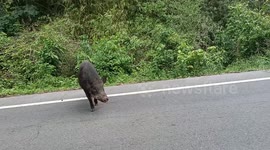 Friendly mother wild boar sniffs around passing driver before letting babies cross road