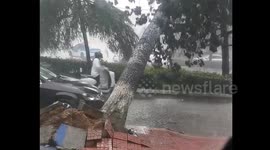 Fallen tree narrowly misses scooter rider in central China