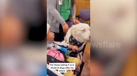 Boy mauled by neighbour's pit bull