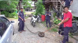Massive 13ft python devours pet Persian cat inside its cage