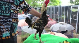 Chicken with three legs amazes locals in Thailand