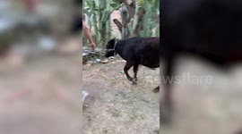 Overexcited baby cow drags girl across yard in Mexico