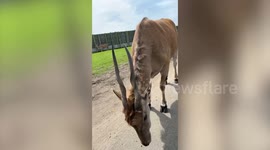 Impatient deer tries to bite tourist after she extends empty hand to it