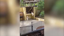 Pair of bouncy 'kangaroo dogs' jump up and down in garage