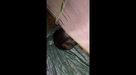 Mischievous mac n' cheese muncher: wombat breaks into camper's tent in Melbourne!