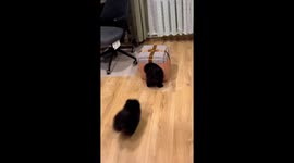 Furry fun in Moscow: Ares and Axel delight in toy tent playtime!