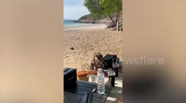 Monkey thief steals food from tourist's table on beach in Thailand