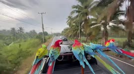Flock of colourful pet parrots perch moving pickup truck's roof