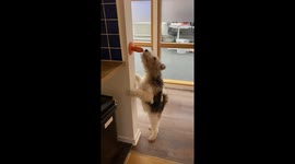 'Air Chappie' - Dog unlocks 'flying' ability while playing with his cactus toy