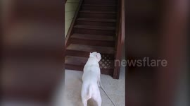 Dog hops up the stairs all fours like a RABBIT