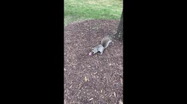 Mother Squirrel Retrieves Her Baby