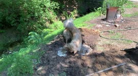 Peanut Butter The Dog Wants To Help
