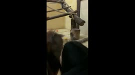 Orangutan Takes a Lesson From Human