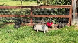 Dolly the Pig Thinks She's a Dog