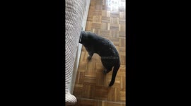 Cat Somehow Squeezes Into Small Space