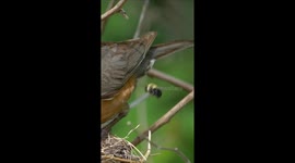 Robin Catches a Bumblebee
