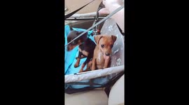 Sweet little dogs, they are very smart and happy. You should see them.