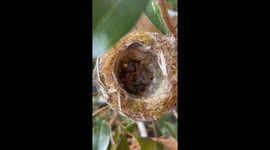 'I witnessed the birth of two hummingbirds on my balcony'