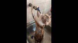 Cats Bathe Themselves