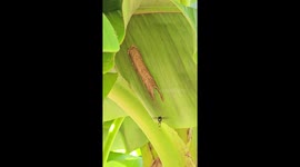 An Insect Builds a House