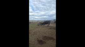 Brave Billy Goat Picks a Fight With the Wrong Cow