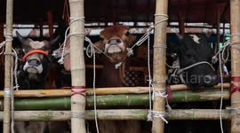 Exploring the Diverse Range of Goats at Chittagong Cattle Market for Eid Al-Adha festival