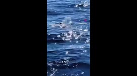 Friends Rescue Turtle Tangled in Net