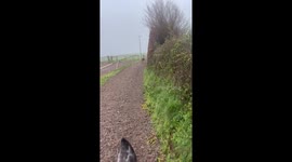 Racing Alongside the Deer