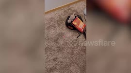 Pet bearded dragon chase laser pointer in living room
