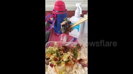 Mouse's head found in hospital canteen meal in China