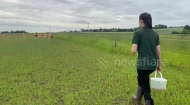14-year-old is training to become a shepherdess - and saved up to buy two lamb