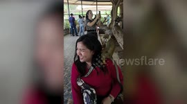 Tiny squirrel monkey fiddles with tourist’s hair