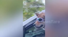 Cute pet dog pokes head out of moving car's window while wearing goggles