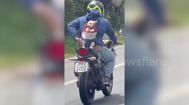 Cute puppy watches road while strapped to motorcycle rider's backpack pet carrier