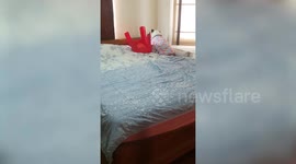Pet English Bulldog plays with his massive red chair chew toy