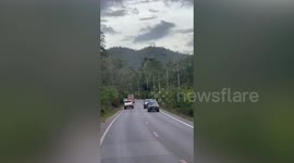 Wild elephant inspects cars along road in Thailand