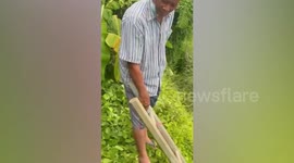 Stranded pet dog rescued when it falls into pond while playing