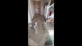 Jealous Pomsky takes her frustration out on her 'Cuddle Clone'