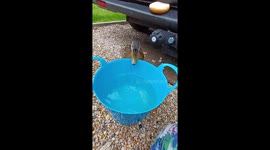 Our pet duck we rescued drinking water and being affectionate