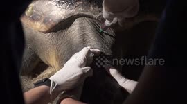 Experts help RARE and endangered turtle lay 111 eggs in Denia, Spain