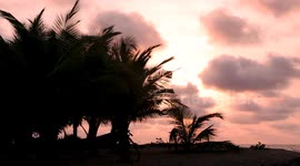 The relaxing, atmospheric sounds of the Atlantic Ocean. Palm trees against the sunset on the sandy coast. Equatorial Guinea, Africa. ASMR.