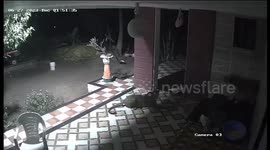 Heroic pooch sends leopard running for hill after garden invasion